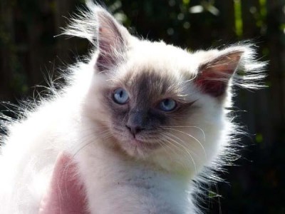 zauberhaftes-ragdoll-kitten-foto-bild-100449055