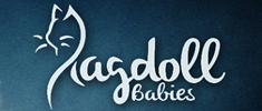 RagdollBabies - Ragdollbabies von Bavaria